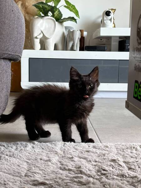 Adopter Lisette