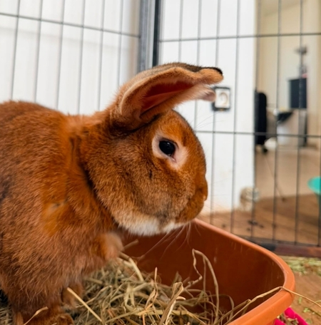 Adopter Trevor