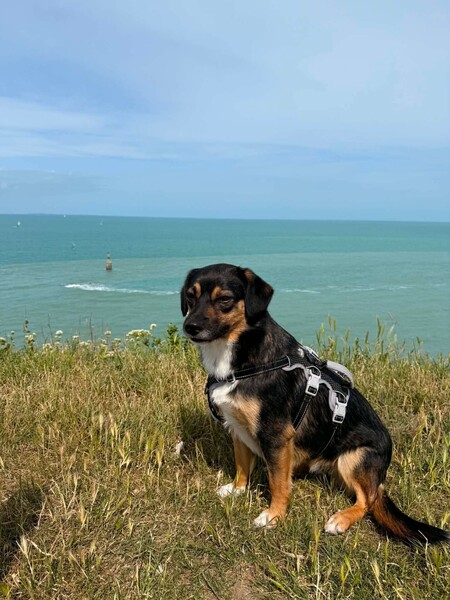 Adopter Hannah