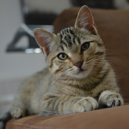 Adopter Nami
