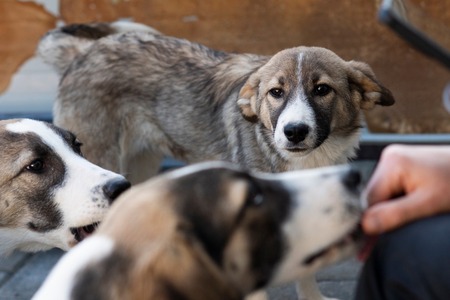 Adopter Hizia