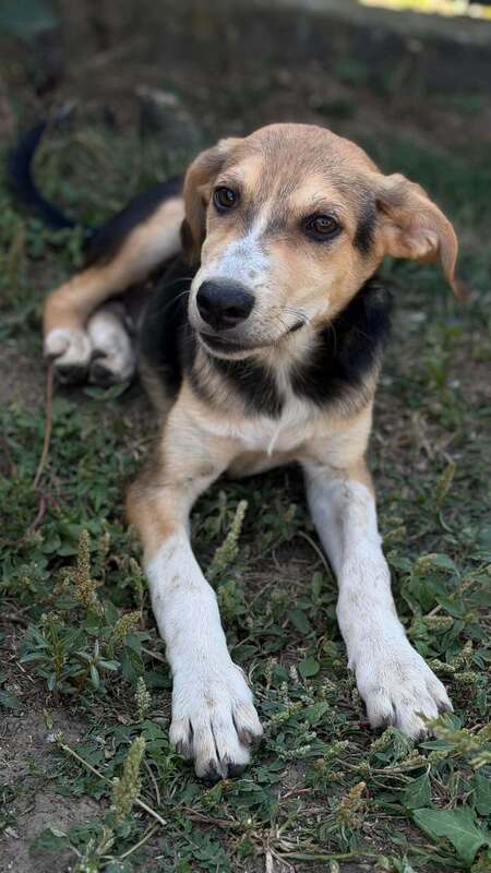 Adopter Sherlock