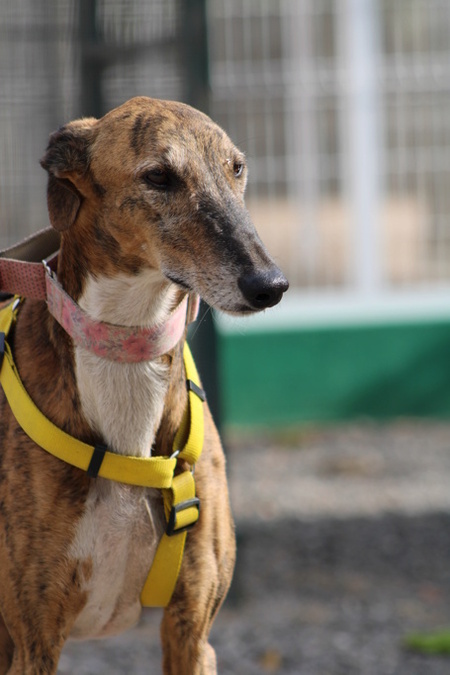 Adopter Romeo