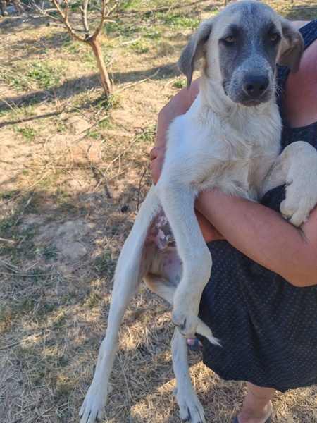 Adopter Falcone