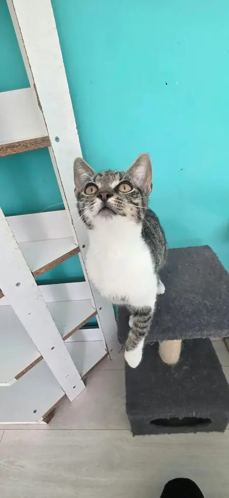 Adopter Fumy