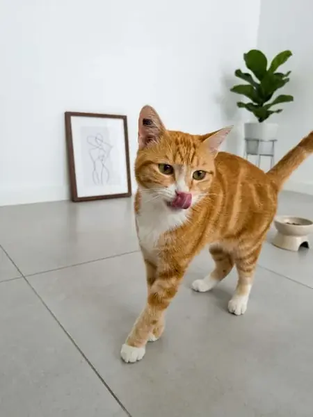 Adopter Paulo