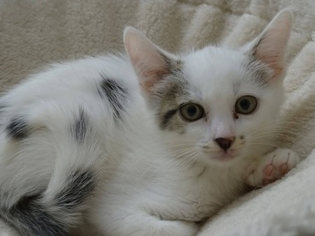 Adopter Nuage