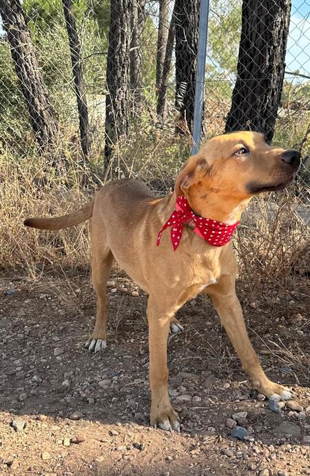Adopter Simba