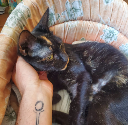 Adopter Sacha