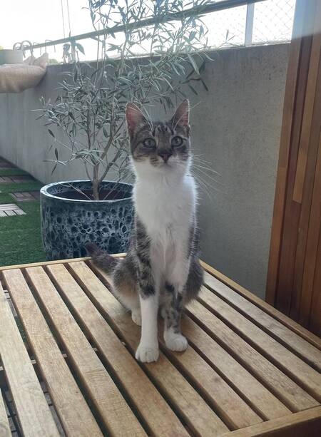 Adopter Amanda