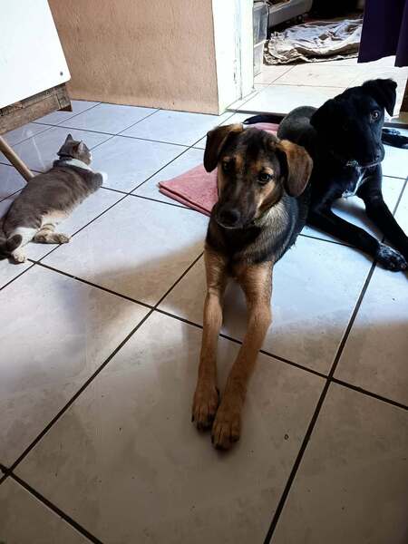 Adopter Titus