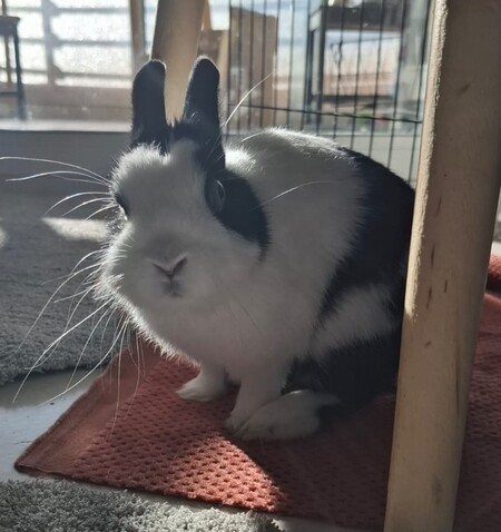 Adopter Loky