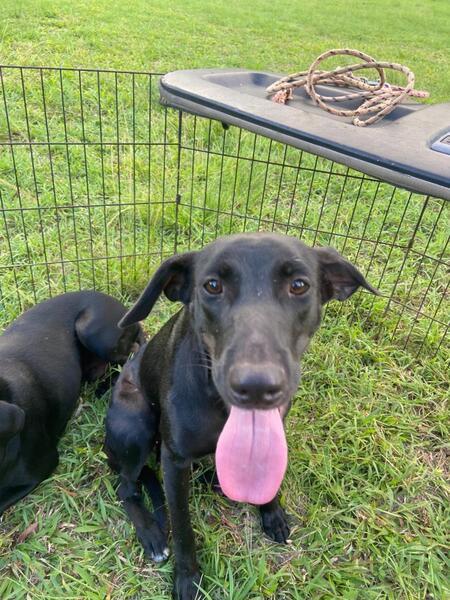 Adopter Naomie