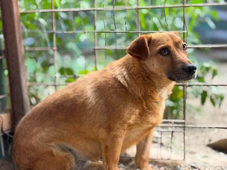 Adopter ATHENA