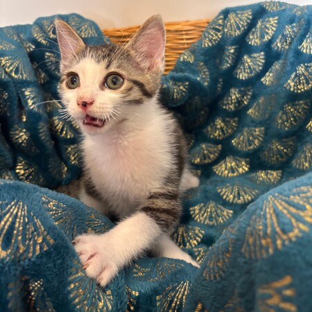 Adopter BALADE