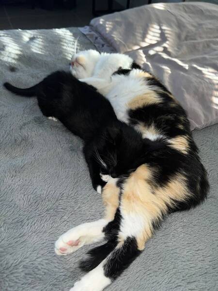 Adopter Lila