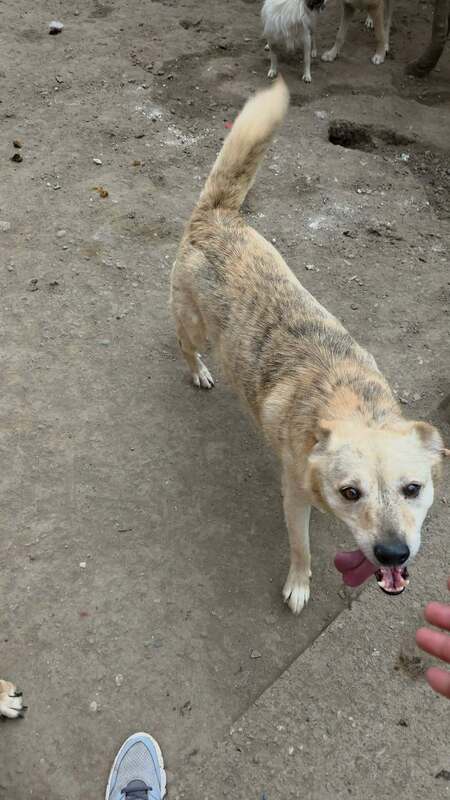 Adopter Cream
