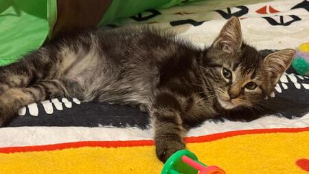 Adopter Titusse