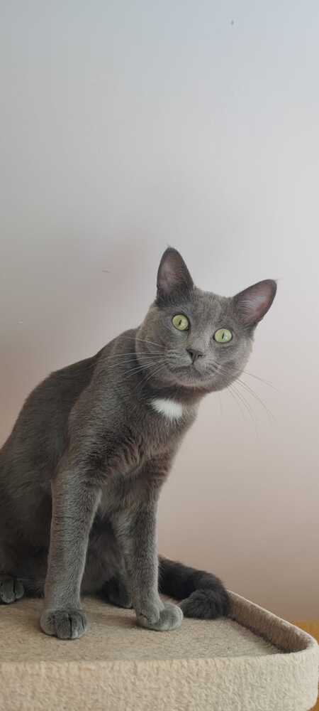 Adopter Aegir 