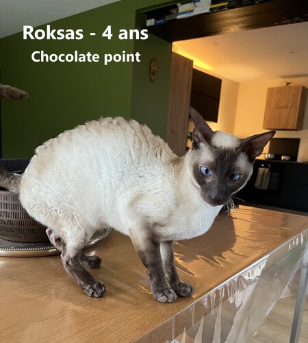 Adopter ROKSAS