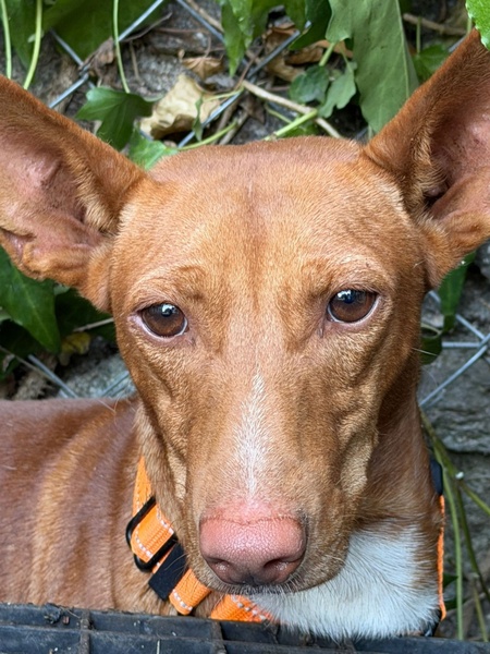 Adopter Chencho