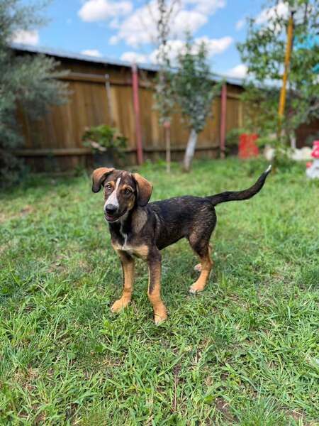 Adopter CROCUS