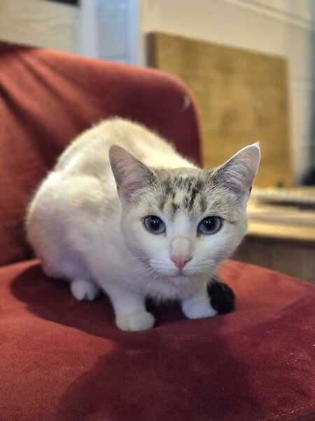 Adopter Eowine