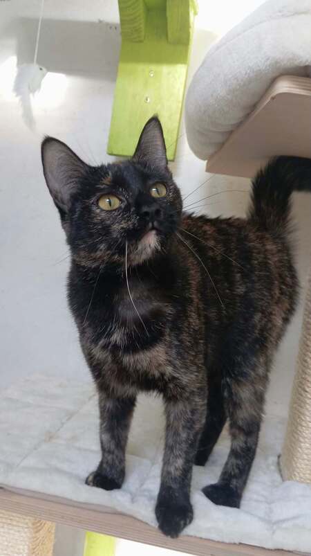 Adopter EMMA