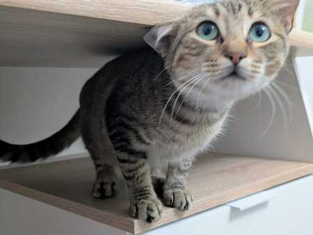 Adopter Romina