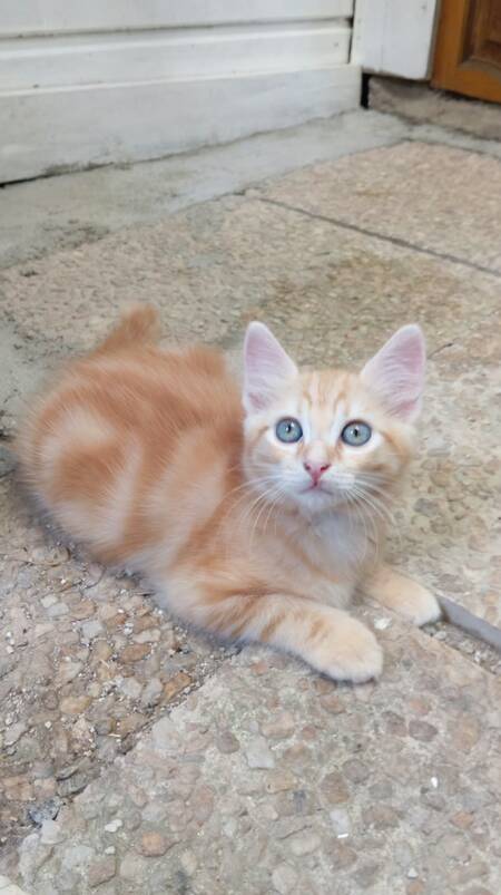 Adopter Neptune
