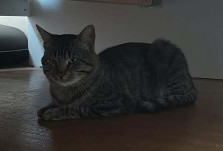 Adopter Écho
