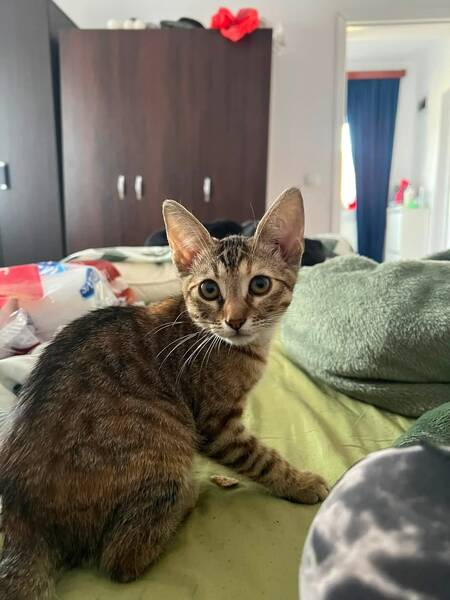 Adopter Myra