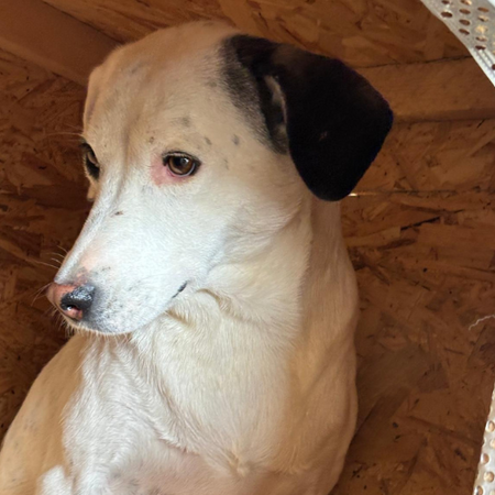 Adopter Ula