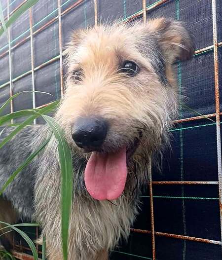 Adopter Sierra
