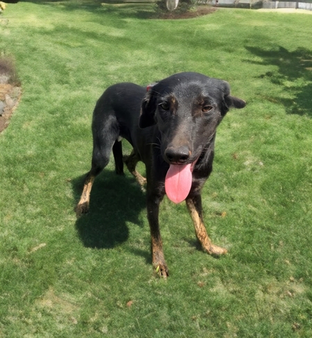 Adopter Austin