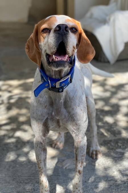 Adopter Scampy