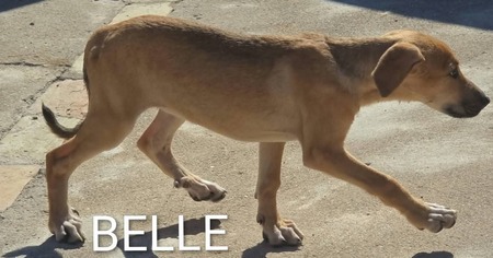 Adopter Belle 