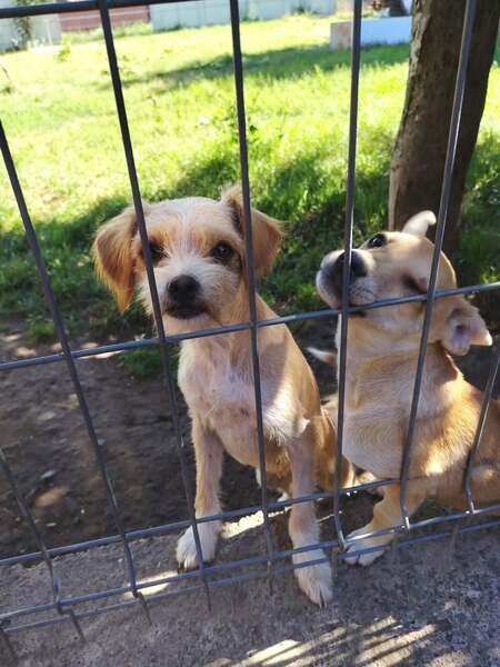 Adopter Bella