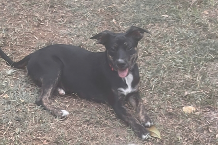 Adopter Tylia