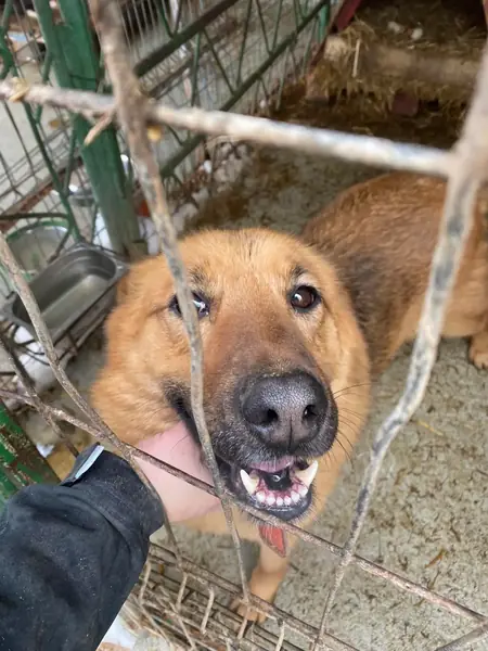 Adopter Pixie
