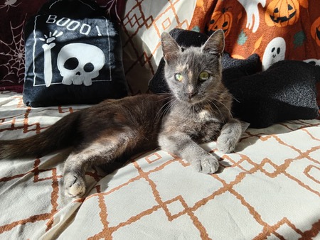Adopter Mushue