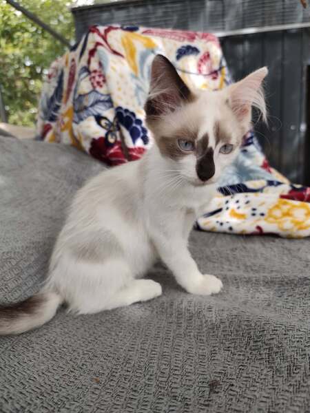 Adopter Bisous