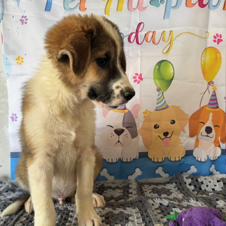 Adopter Boomer