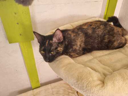 Adopter EMMA