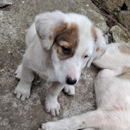 Adopter Rose