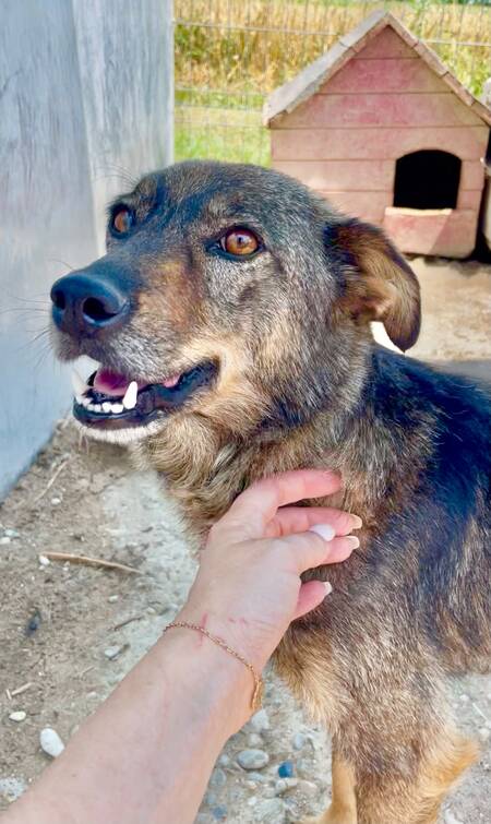 Adopter JOY