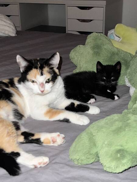 Adopter Fiona