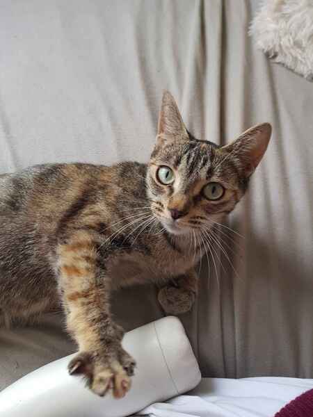 Adopter Butternut 