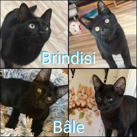 Adopter Brindisi et Bâle