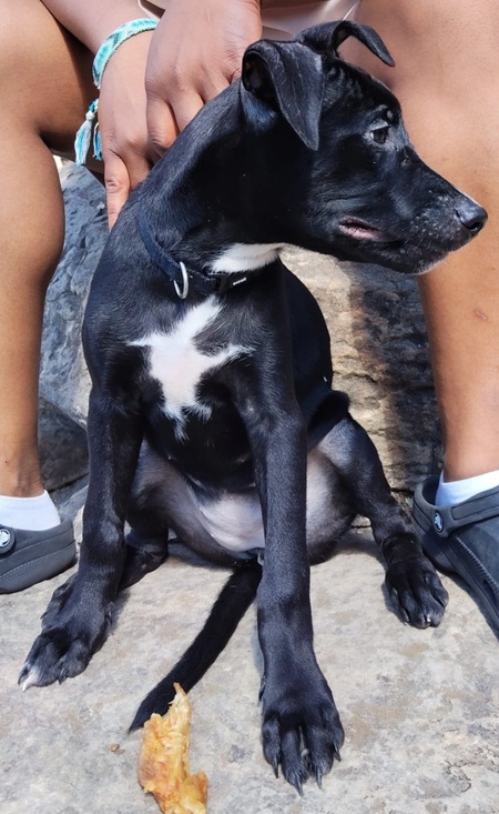 Adopter Stella